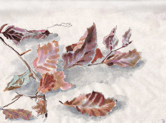 Beech tree (Fagus sylvatica) bok