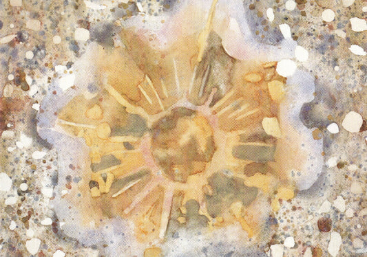 Lion´s mane jellyfish (Cyanea capillata) brännmanet