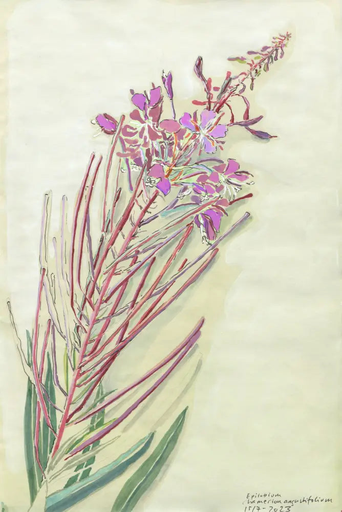 Fireweed (Epilobium angustifolium) mjölke