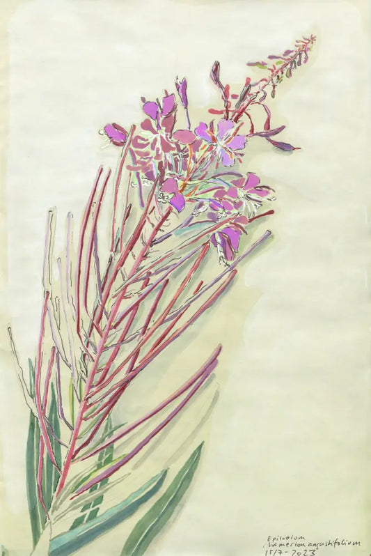 Fireweed (Epilobium angustifolium) mjölke
