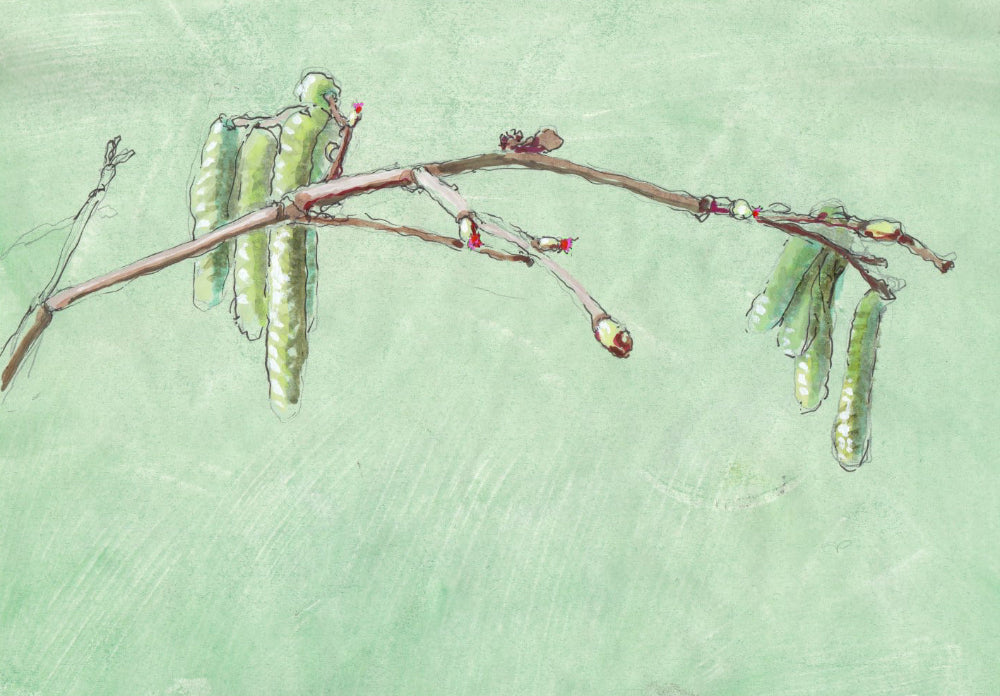 Hazel (Corylus avellana) hassel
