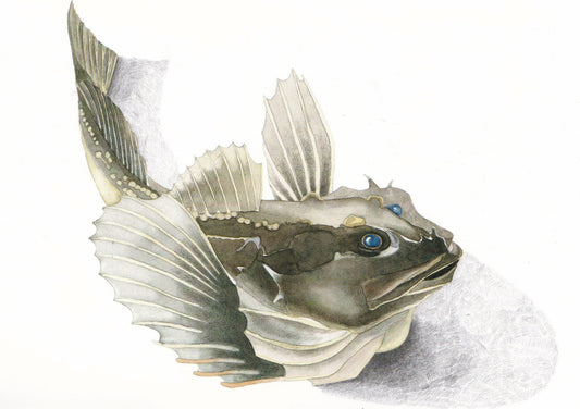 Sculpin (Myxocepahlus quadricornis) hornsimpa