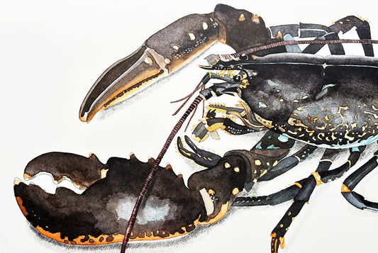 Lobster (Homarus gammarus) hummer