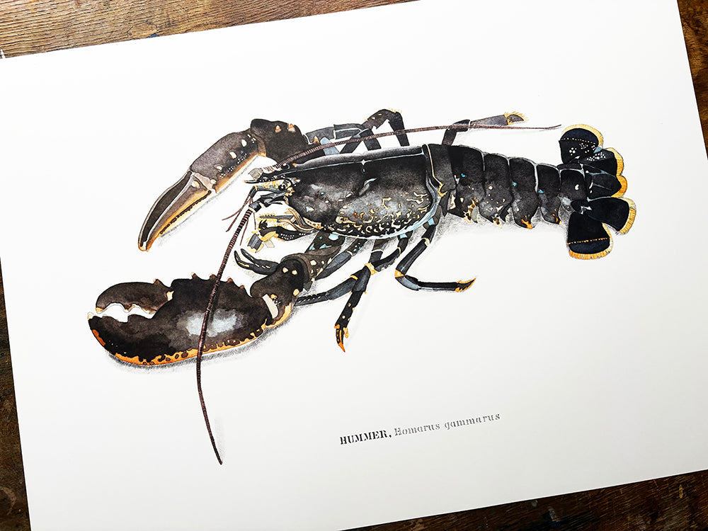 Lobster (Homarus gammarus) hummer