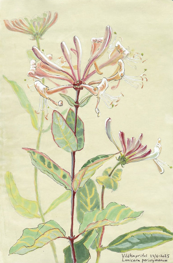 Honeysuckle (Lonicera periclymenum) vildkaprifol
