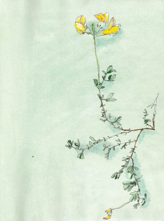 Bird´s-foot trefoil (Lotus corniculatus) kärringtand