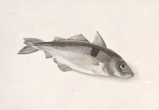 Haddock (Melanogrammus aeglefinus) kolja