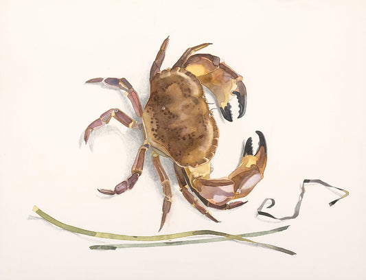 Brown crab (Cancer pagurus) krabbtaska