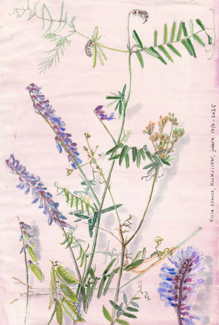 Tufted vetch (Vicia cracca) kråkvicker