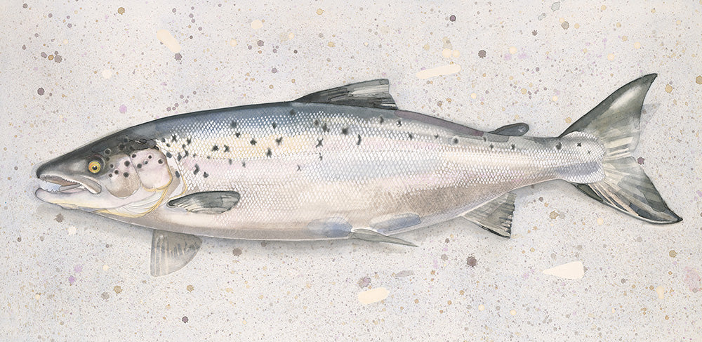 Salmon (Salmo salar) lax