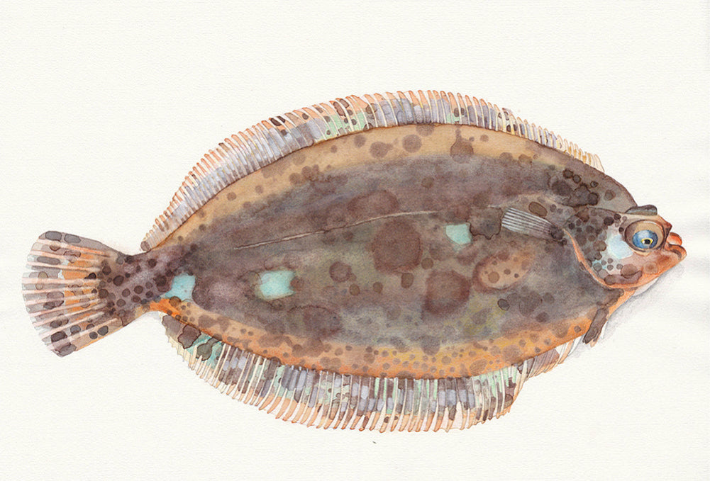 Lemon sole (Microstomus kitt) bergtunga