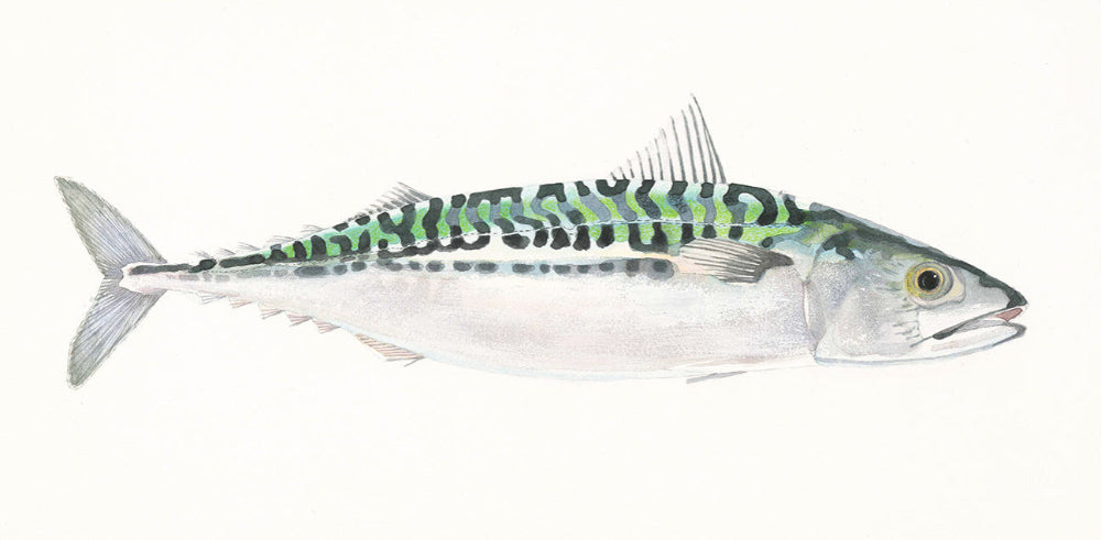 Mackerel (Scomber scombrus) makrill