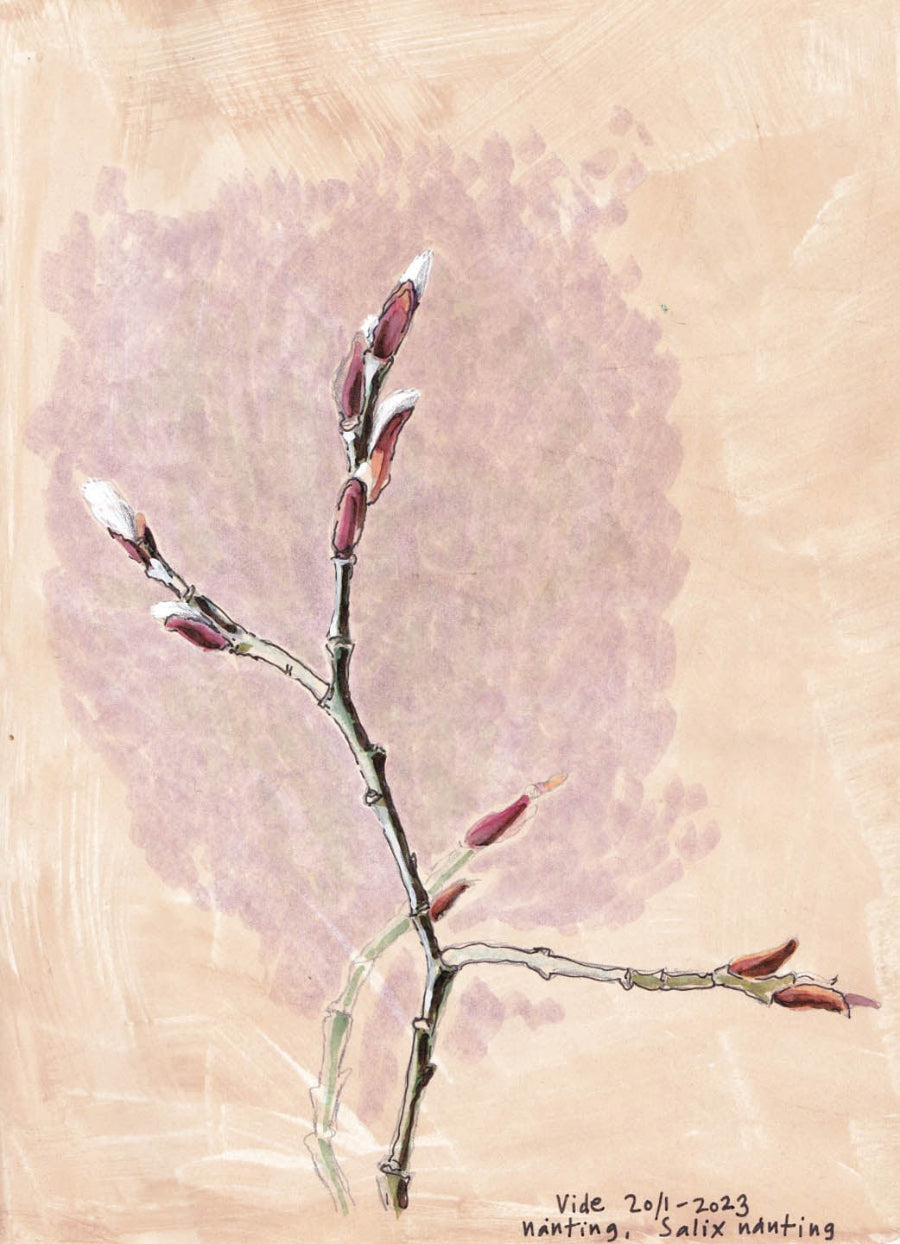 Littel willow (Salix) vide