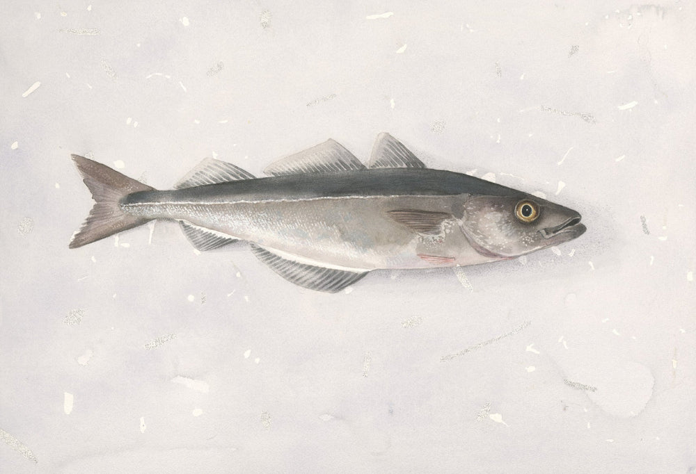 Pollack (Pollachius virens) sej