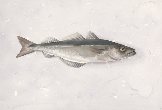 Pollack (Pollachius virens) sej