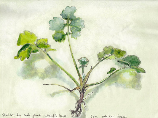 Greater celandine (Chelidonium majus) skelört