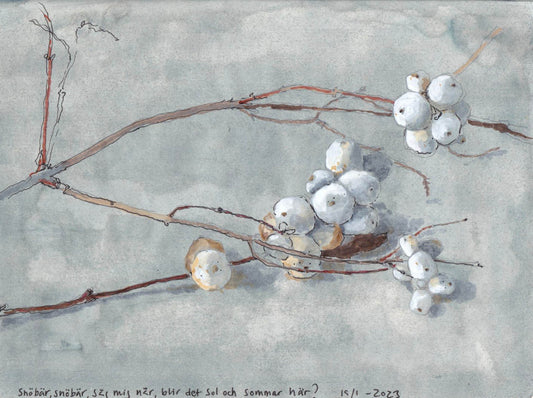 Snowberry /Symphoricarpus albus) snöbär