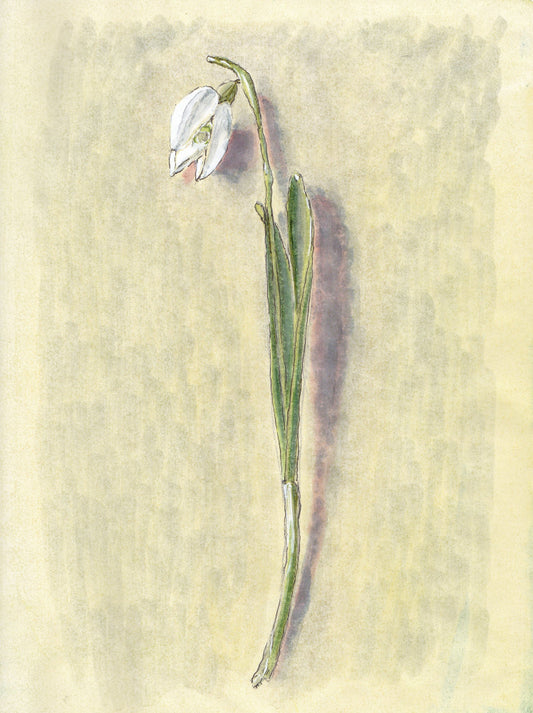 Snowdrop (Galanthus nivalis) snödroppe