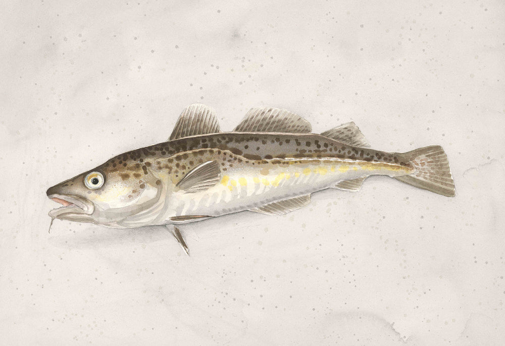 Cod (Gadus morhua) torsk