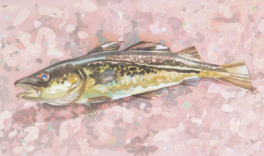 Cod (Gadus morhua) torsk