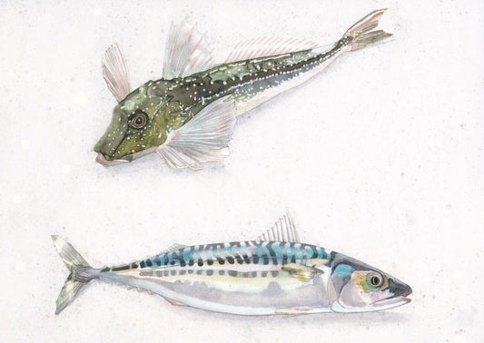Grey gurnard and Mackerel (Eutrigla gurnardus and Scomber scombrus) knorrhane och makrill